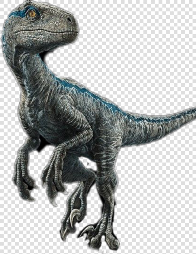  blue   velociraptor    raptor   jurrasicworld  HD Png DownloadTransparent PNG