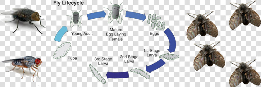 Life Cycle Of A Fly   Png Download   Carrion Fly Life Cycle  Transparent PngTransparent PNG