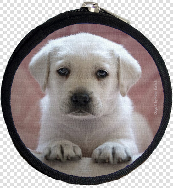 Labrador Rosa  Purse Xs   Labrador Retriever  HD Png DownloadTransparent PNG