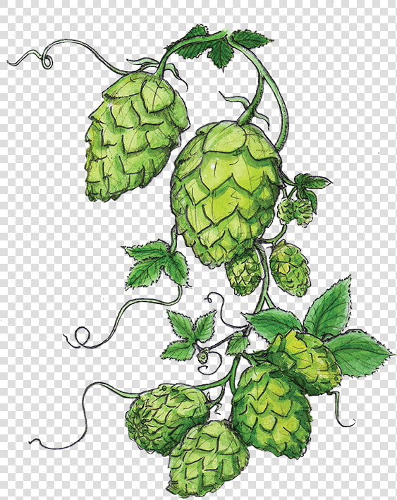 The Great Revival Abv   Hops Clipart  HD Png DownloadTransparent PNG