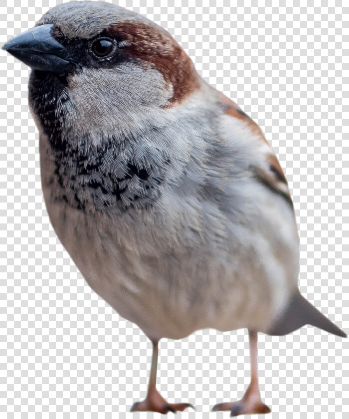 Sparrow Standing Png Image   Bird Standing Png  Transparent PngTransparent PNG