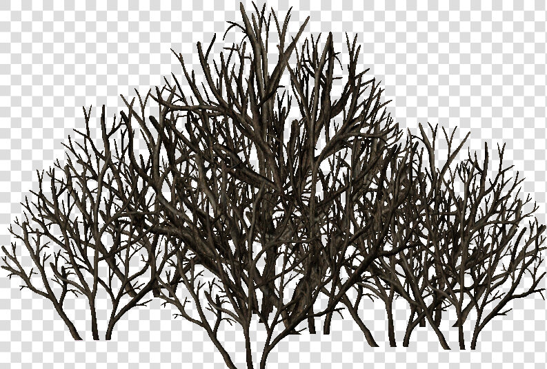 Leafless Shrub   Oak   Leafless Shrub  HD Png DownloadTransparent PNG