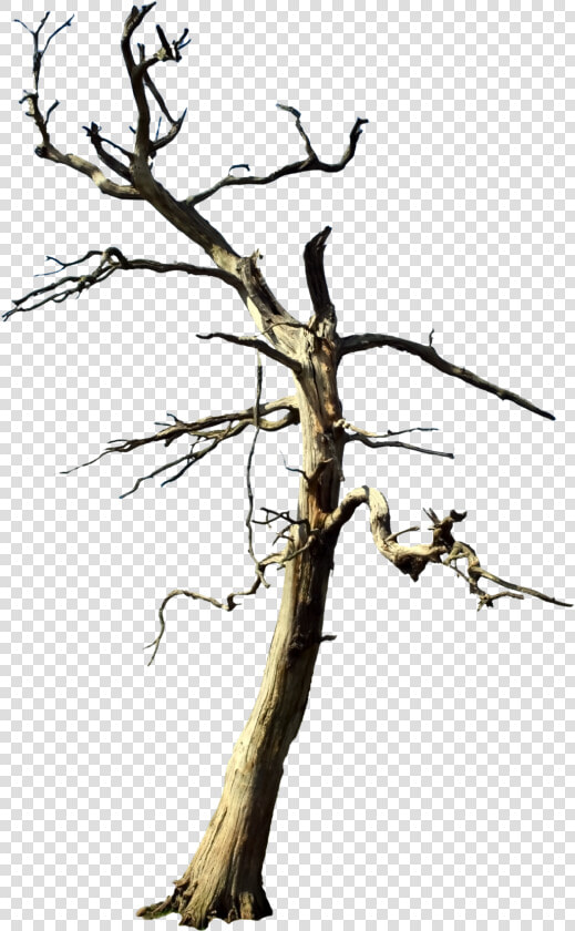  tree  deadtree Forest  nature  foreground  background   Dead Purple Tree No Background  HD Png DownloadTransparent PNG