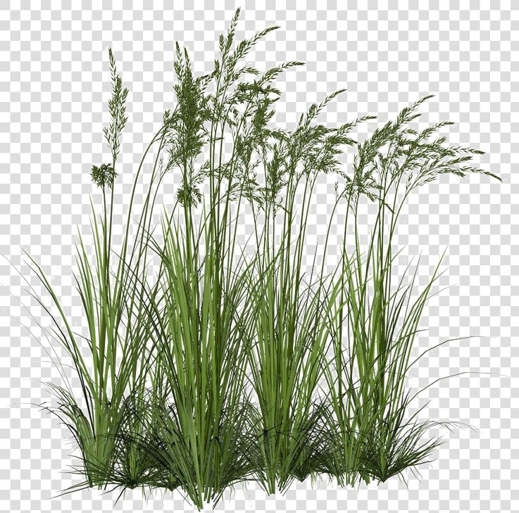 Long Grass Png Image Background   Long Grass Png  Transparent PngTransparent PNG