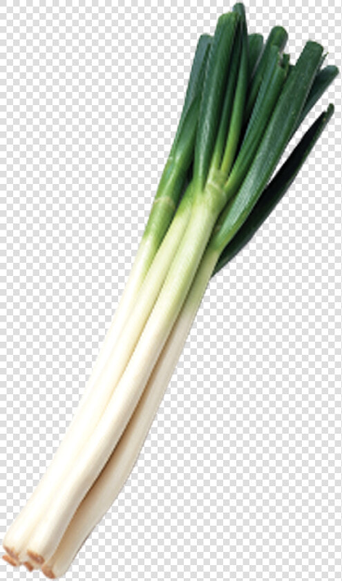 Green Onions Png Svg Freeuse Library   Green Onions Transparent Background  Png DownloadTransparent PNG