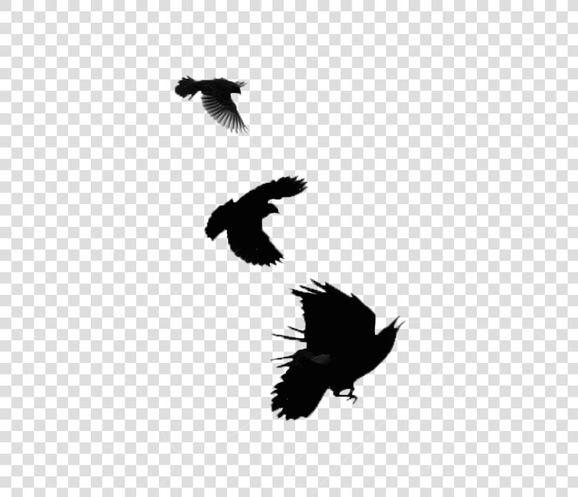 Blackbird Transparent Images Png   Portable Network Graphics  Png DownloadTransparent PNG