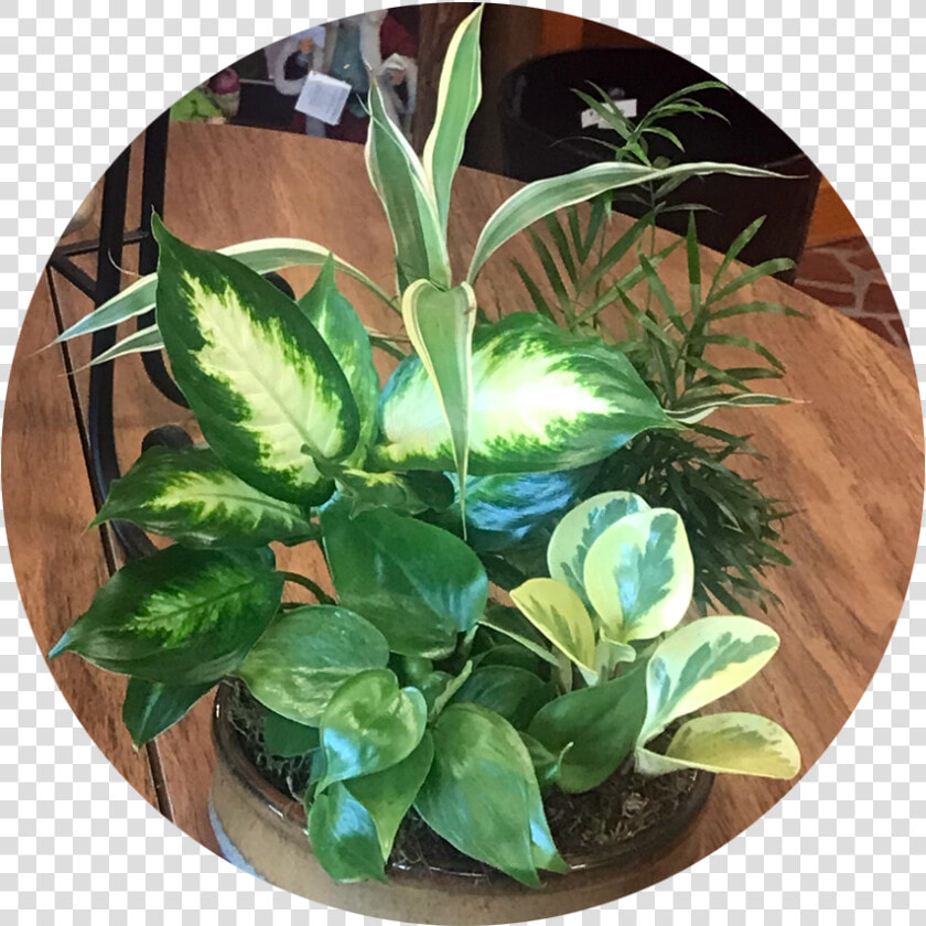 Philodendron   Arrowroot Family  HD Png DownloadTransparent PNG