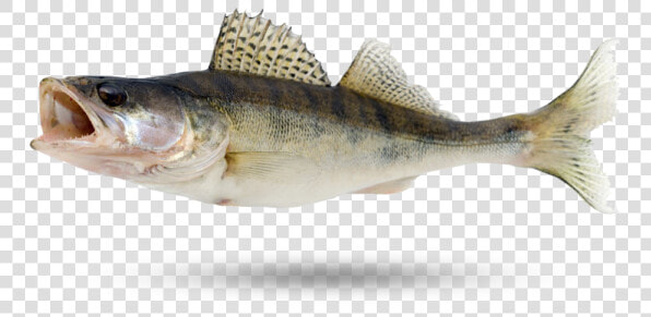 Walleye Pike  HD Png DownloadTransparent PNG