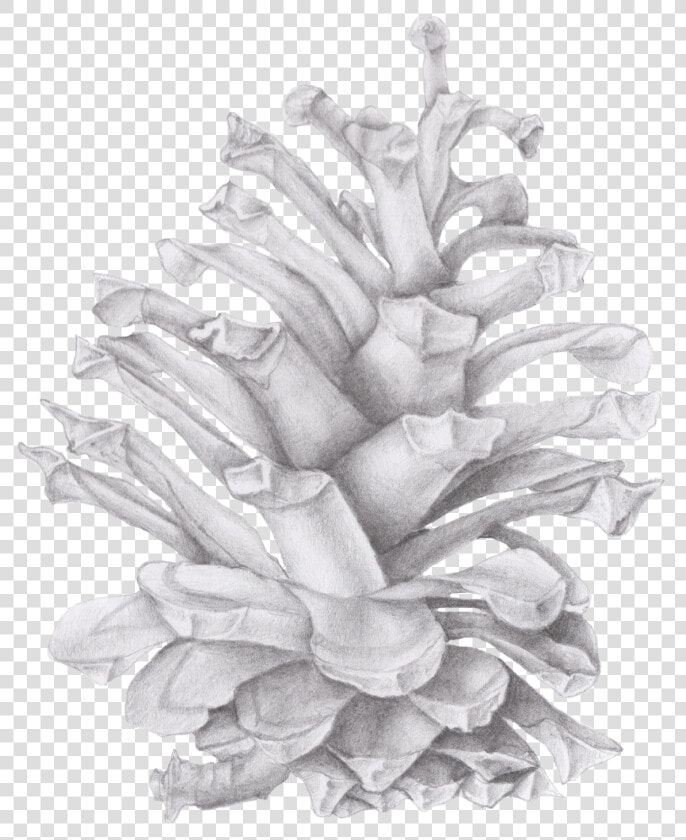 Transparent Pinecone Png   Drawing Of A Pinecone  Png DownloadTransparent PNG