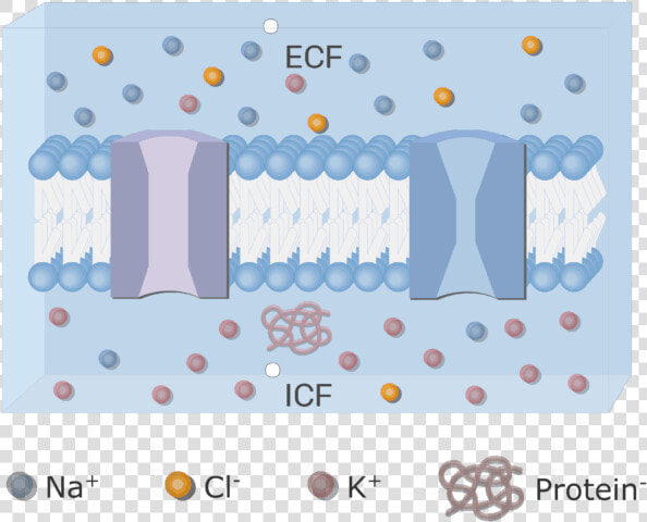 An Image Showing The Icf And Ecf  extracellular Fluid   HD Png DownloadTransparent PNG