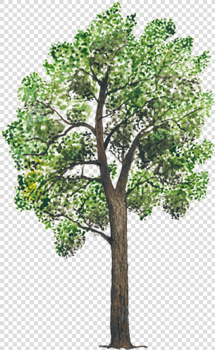 Alamo Arbol Png  Transparent PngTransparent PNG