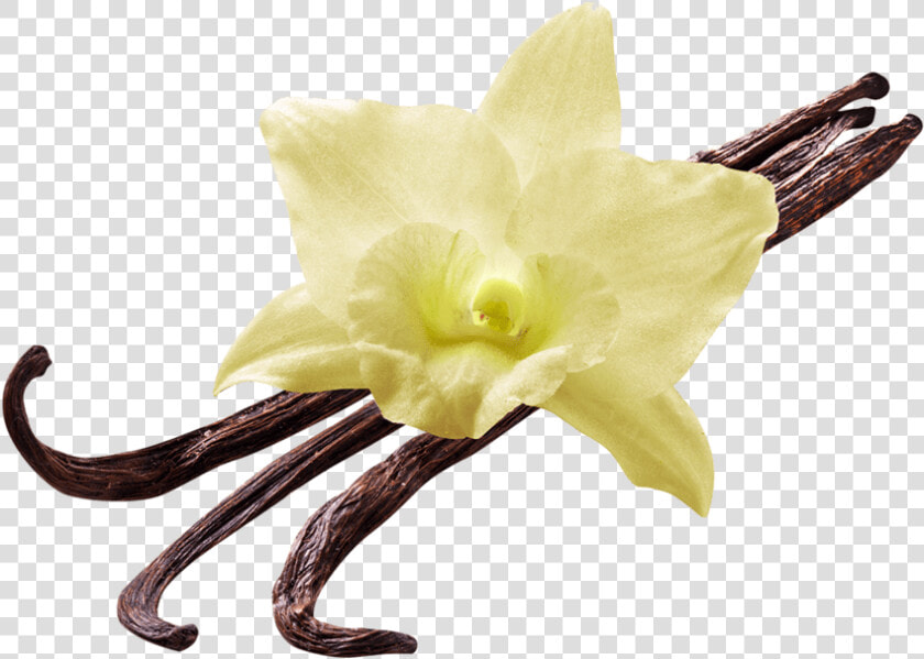 Vanilla Flower   Vanilla Flower Png  Transparent PngTransparent PNG