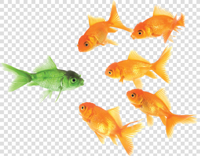 Goldfish Png   Principle Emphasis  Transparent PngTransparent PNG