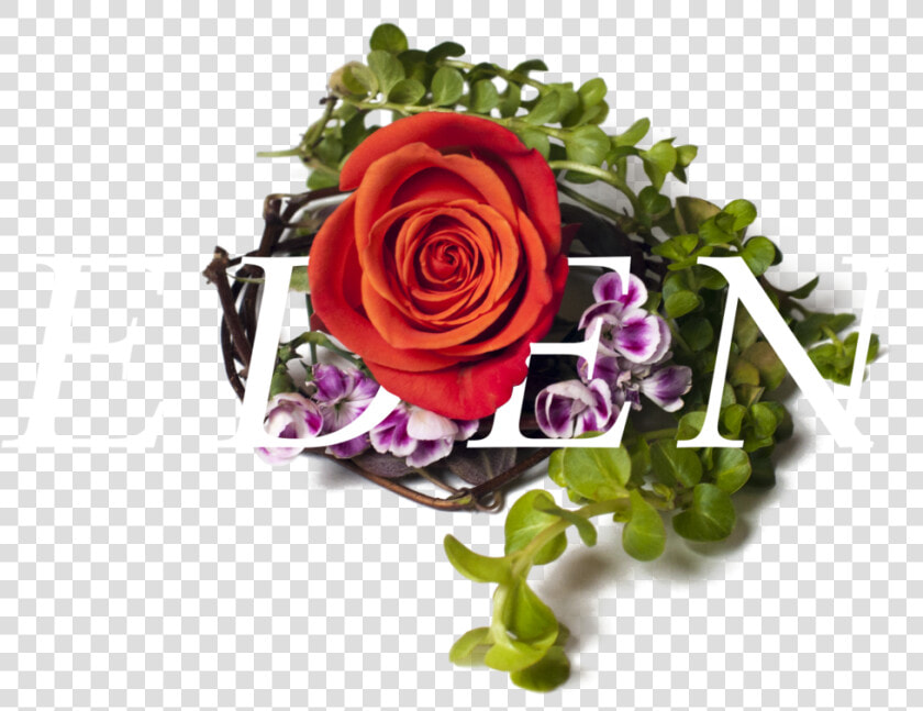 Bestill Header Element   Garden Roses  HD Png DownloadTransparent PNG