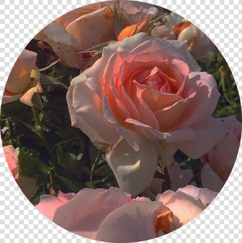  roses  pink  pinkaesthetic  pfp  pfpicon  icon  aesthetic  HD Png DownloadTransparent PNG