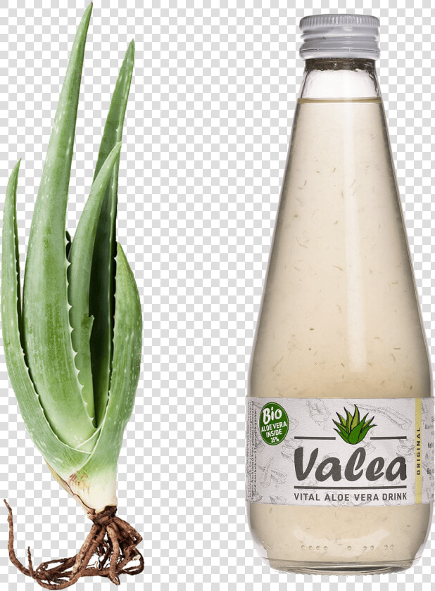 Aloe Vera Flasche Style Margin   Valea Aloe Vera Drink  HD Png DownloadTransparent PNG