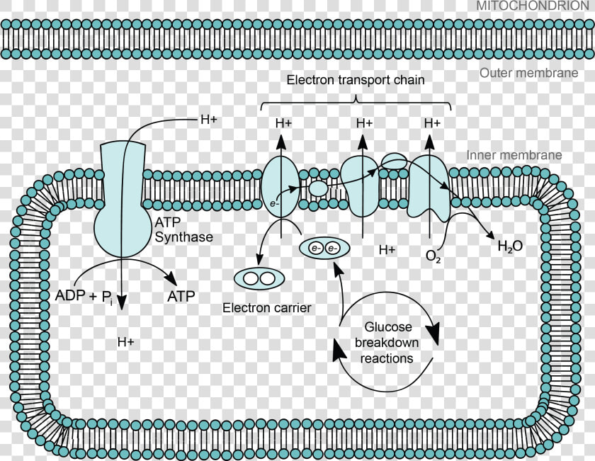 Paramecium Drawing Cytoskeleton   Electron Transport Chain  HD Png DownloadTransparent PNG