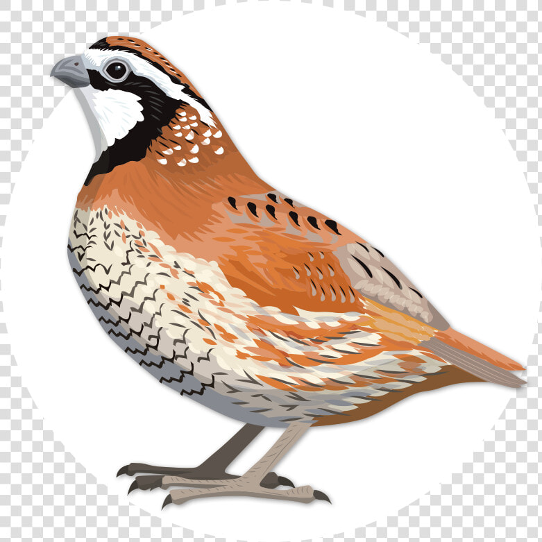 Ology Game Birdwatching With  HD Png DownloadTransparent PNG