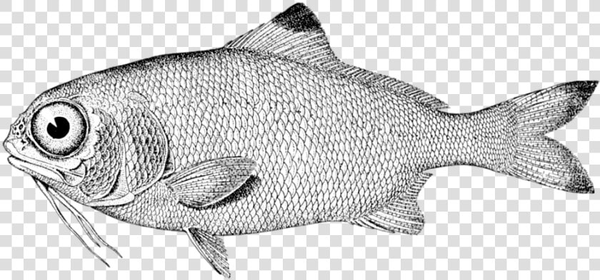 Fish  Vintage  Drawing  Nature  Sea  Food  Retro   Perfil De Un Pez  HD Png DownloadTransparent PNG