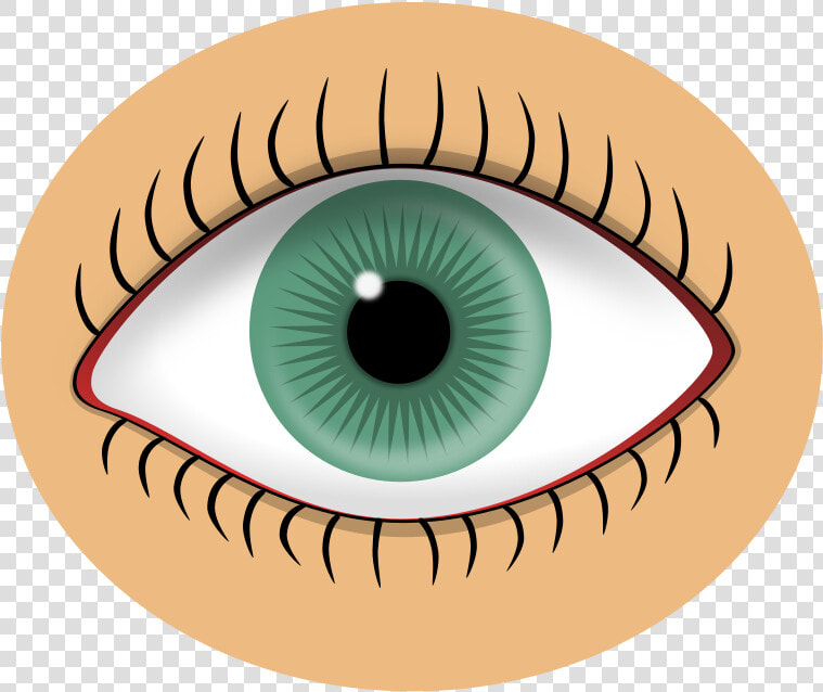 Blue Eye   Eyes Sense Organ Clipart  HD Png DownloadTransparent PNG