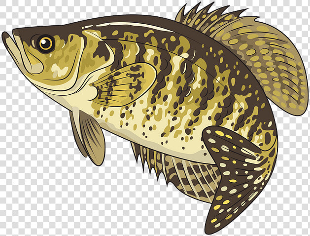 Carp  HD Png DownloadTransparent PNG