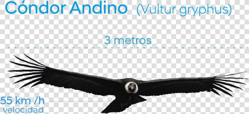 Condor Con Alas Extendidas  HD Png DownloadTransparent PNG