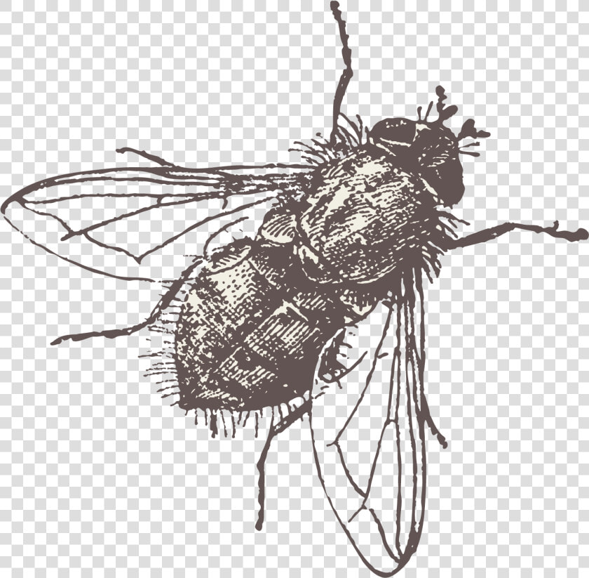 Fly Vector Png Download   Fly Png Vector  Transparent PngTransparent PNG