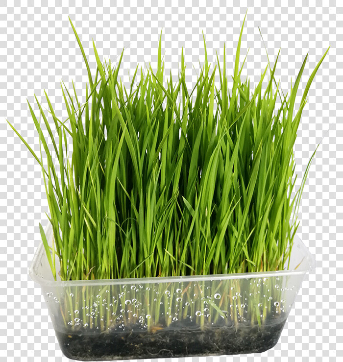 Wheatgrass  HD Png DownloadTransparent PNG