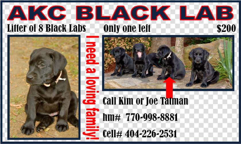 Akc Black Lab Puppy  HD Png DownloadTransparent PNG