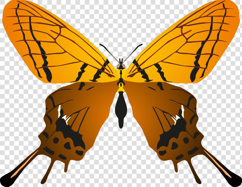 Transparent Butterflys Png   Butterfly  Png DownloadTransparent PNG