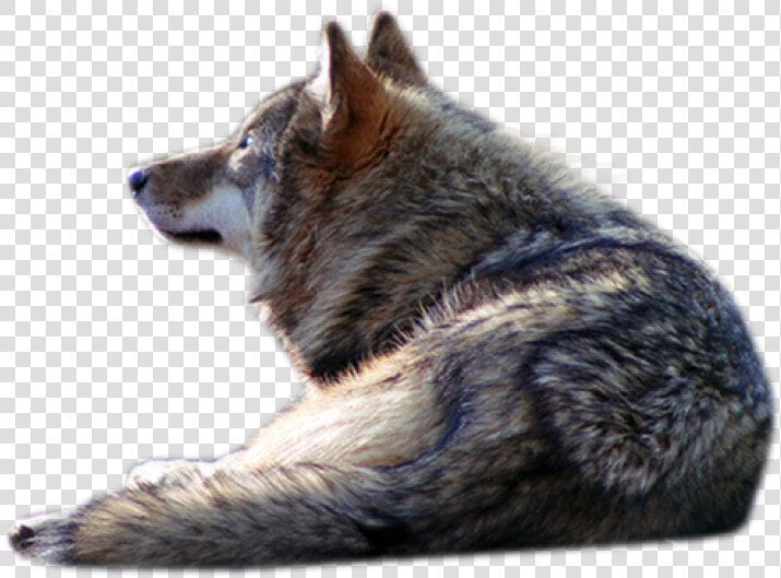 Transparent Wolf Png   Wolf Laying Down Transparent  Png DownloadTransparent PNG