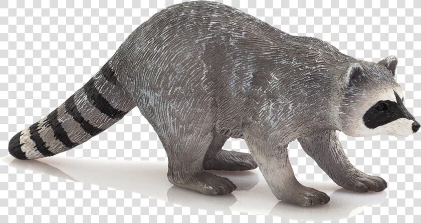 Raccoon Png Transparent Image   Raccoon Mojo  Png DownloadTransparent PNG