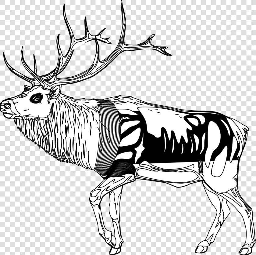 Reindeer   Clipart   Black   And   White   Reindeer Cartoon Black And White  HD Png DownloadTransparent PNG