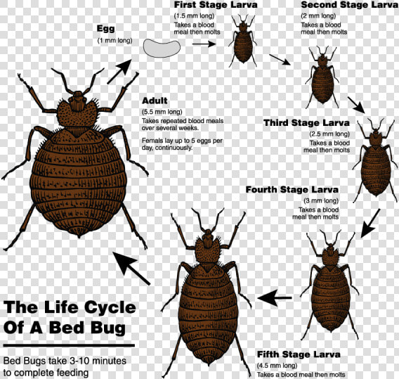 The Life Cycle Of A Bed Bug From Egg To Adult   Bed Bugs Png  Transparent PngTransparent PNG