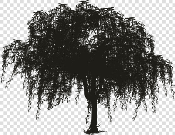 Tree Spanish Moss Woody Plant Silhouette   Spanish Moss Tree Silhouette  HD Png DownloadTransparent PNG