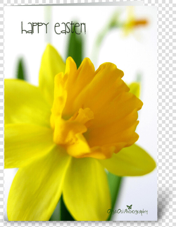 Daffodil Flower For Easter Greeting Card   Narcissus  HD Png DownloadTransparent PNG