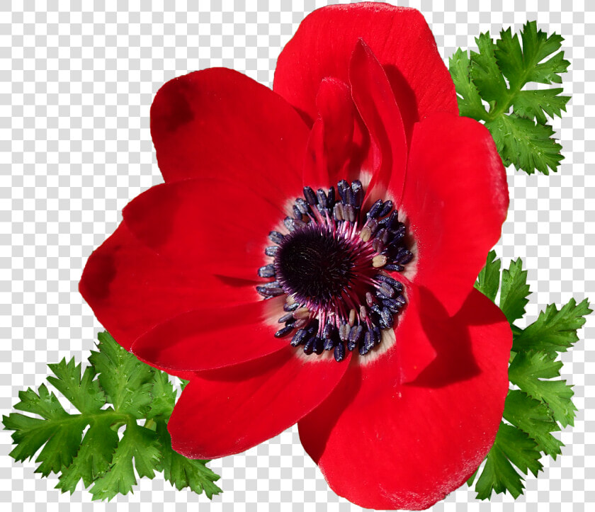 Anemone  Red  Single Flower  Garden  Nature  Cut Out   Corn Poppy  HD Png DownloadTransparent PNG