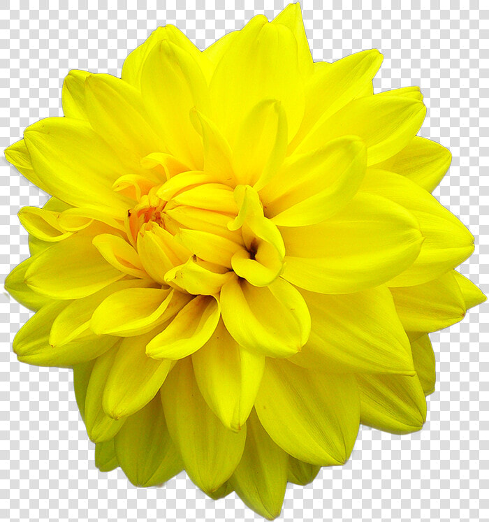 Yellow Daisy Dahlia   Dahlia Yellow Flower Png  Transparent PngTransparent PNG