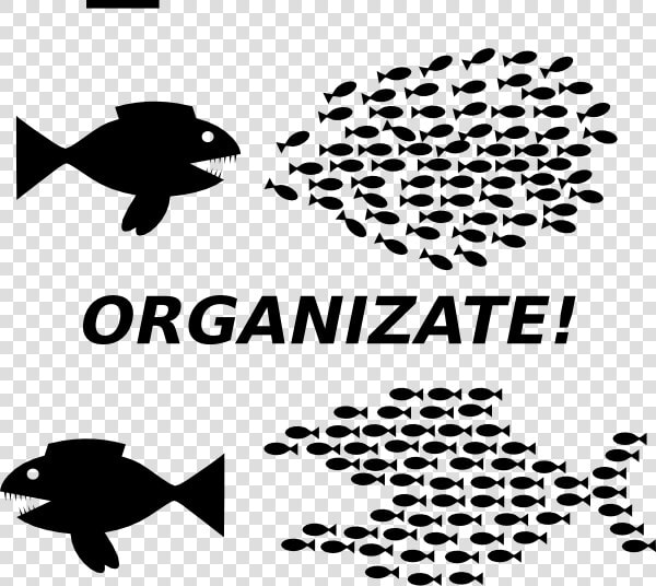 Organizing Fish  HD Png DownloadTransparent PNG