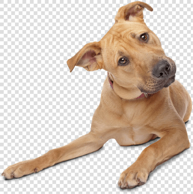 Confused Doggy   Dog Transparent Background  HD Png DownloadTransparent PNG