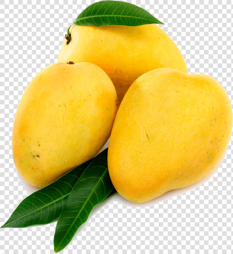 Mango Png Transparent File   Alphonso Mango Png  Png DownloadTransparent PNG