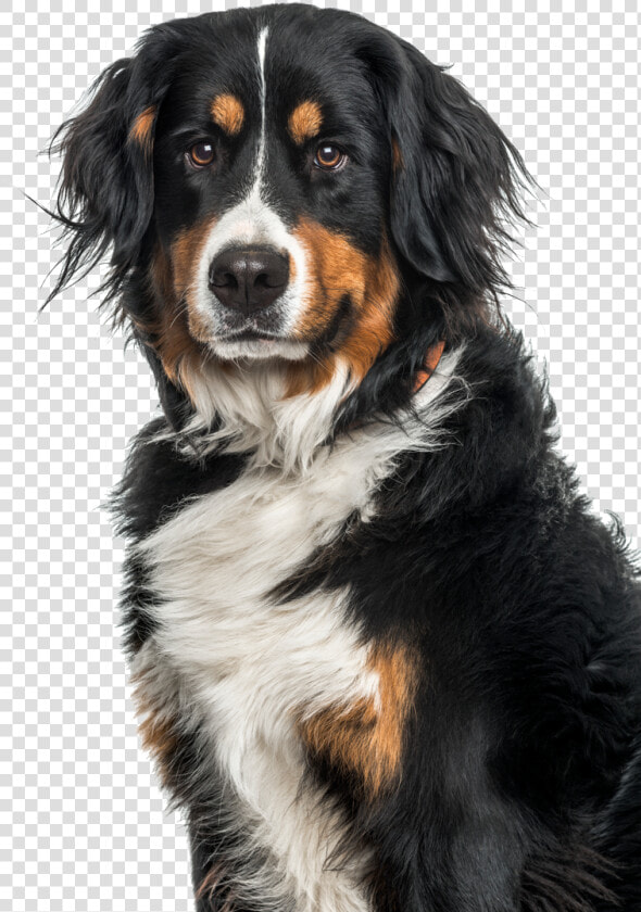 Bernese Mountain Dog  HD Png DownloadTransparent PNG