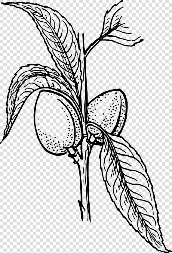 Almond Plant 2 Clip Arts   Plant Clip Art  HD Png DownloadTransparent PNG