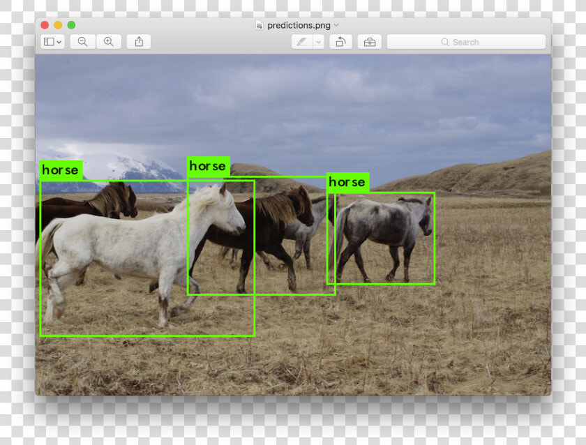 Animal Detection Using Yolo  HD Png DownloadTransparent PNG