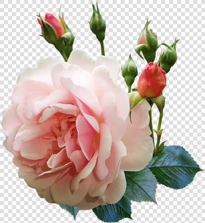 Rose  Flower  Buds  Fragrant  Perfume  Garden  Nature   Rose Flower Buds  HD Png DownloadTransparent PNG