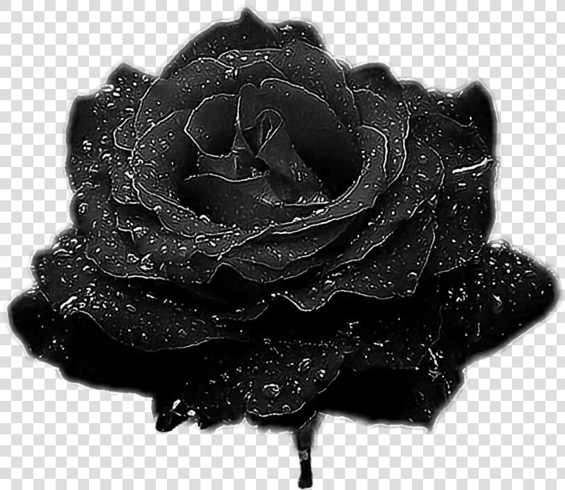  rose  blackrose   Garden Roses  HD Png DownloadTransparent PNG