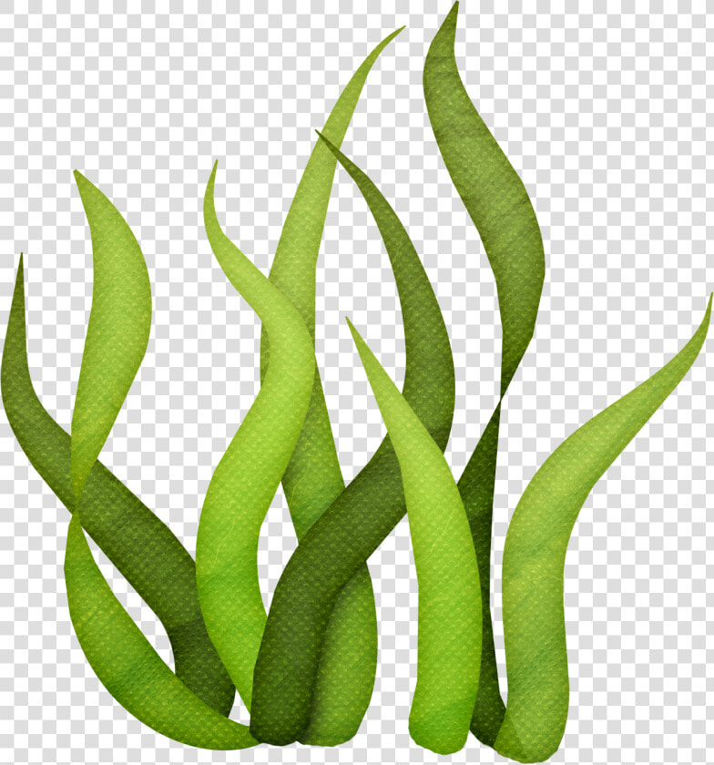 Seaweed Drawing Clip Art   Seaweed Transparent Background  HD Png DownloadTransparent PNG