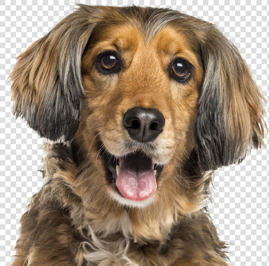 New Braunfels Vet At Comal Pet Hospital   Dog Vitamins  HD Png DownloadTransparent PNG