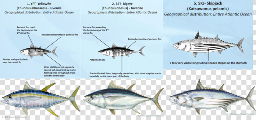 Transparent Tuna Fish Png   Tuna Identification  Png DownloadTransparent PNG