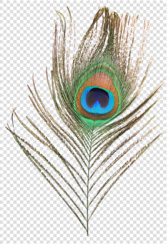 Feather Peafowl Clip Art   Peacock Feather Images Png  Transparent PngTransparent PNG